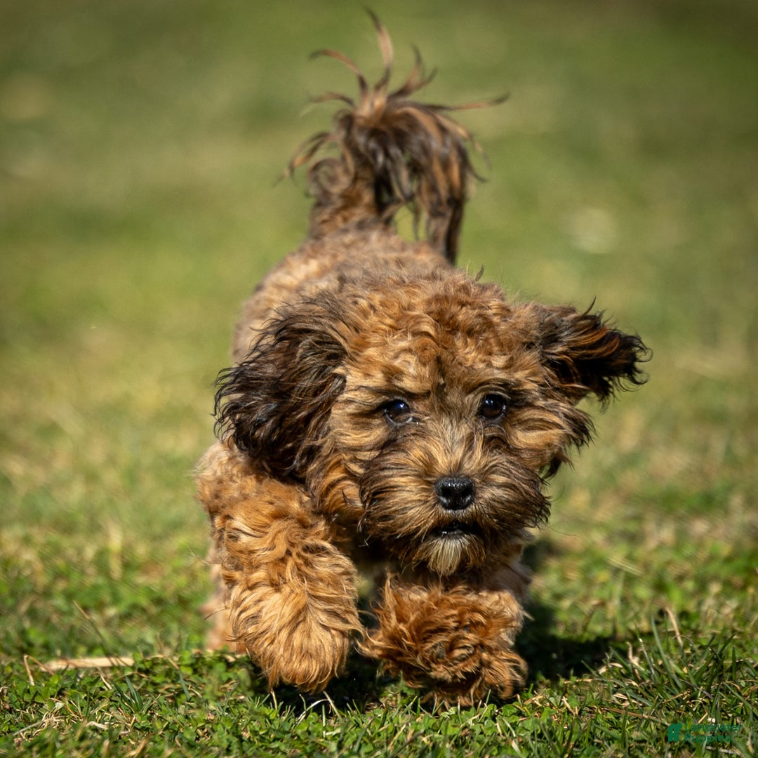 Shihpoo dogs for sale: Doc - Image 1