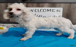 Miniature Poodle dogs for sale: Prilla - Image 3