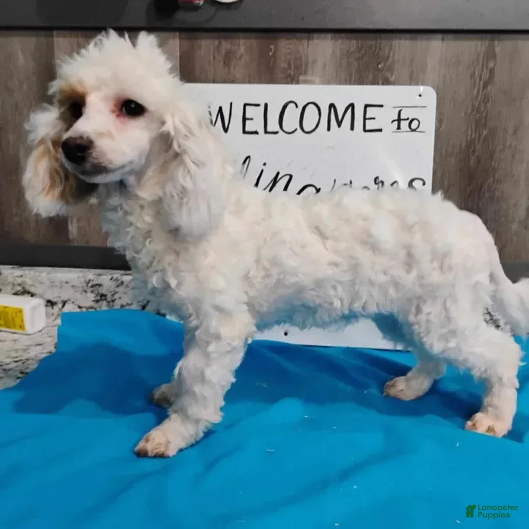 Miniature Poodle dogs for sale: Prilla - Image 3