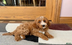 Cockapoo dogs for sale: Dolly - Image 6