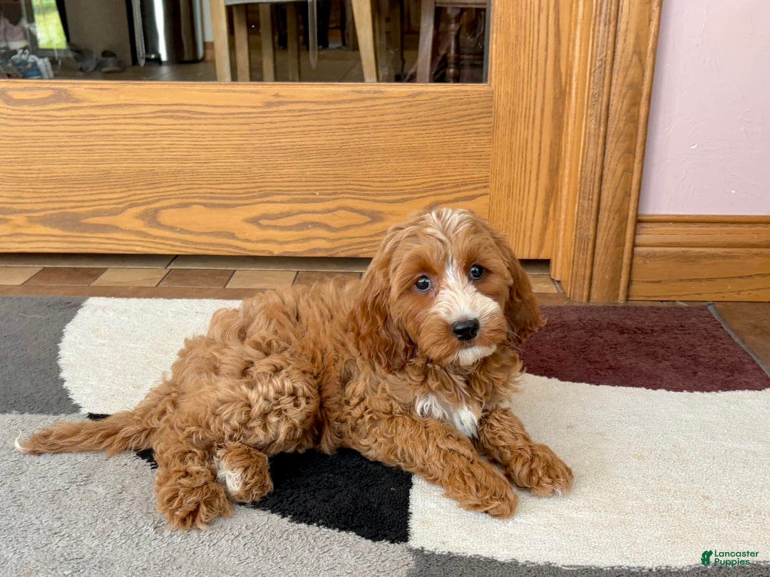 Cockapoo dogs for sale: Dolly - Image 6