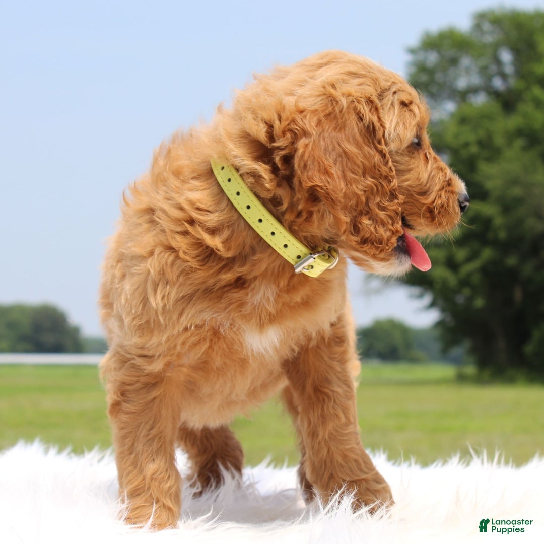 Irish Doodle dogs for sale: Vivi - Image 2