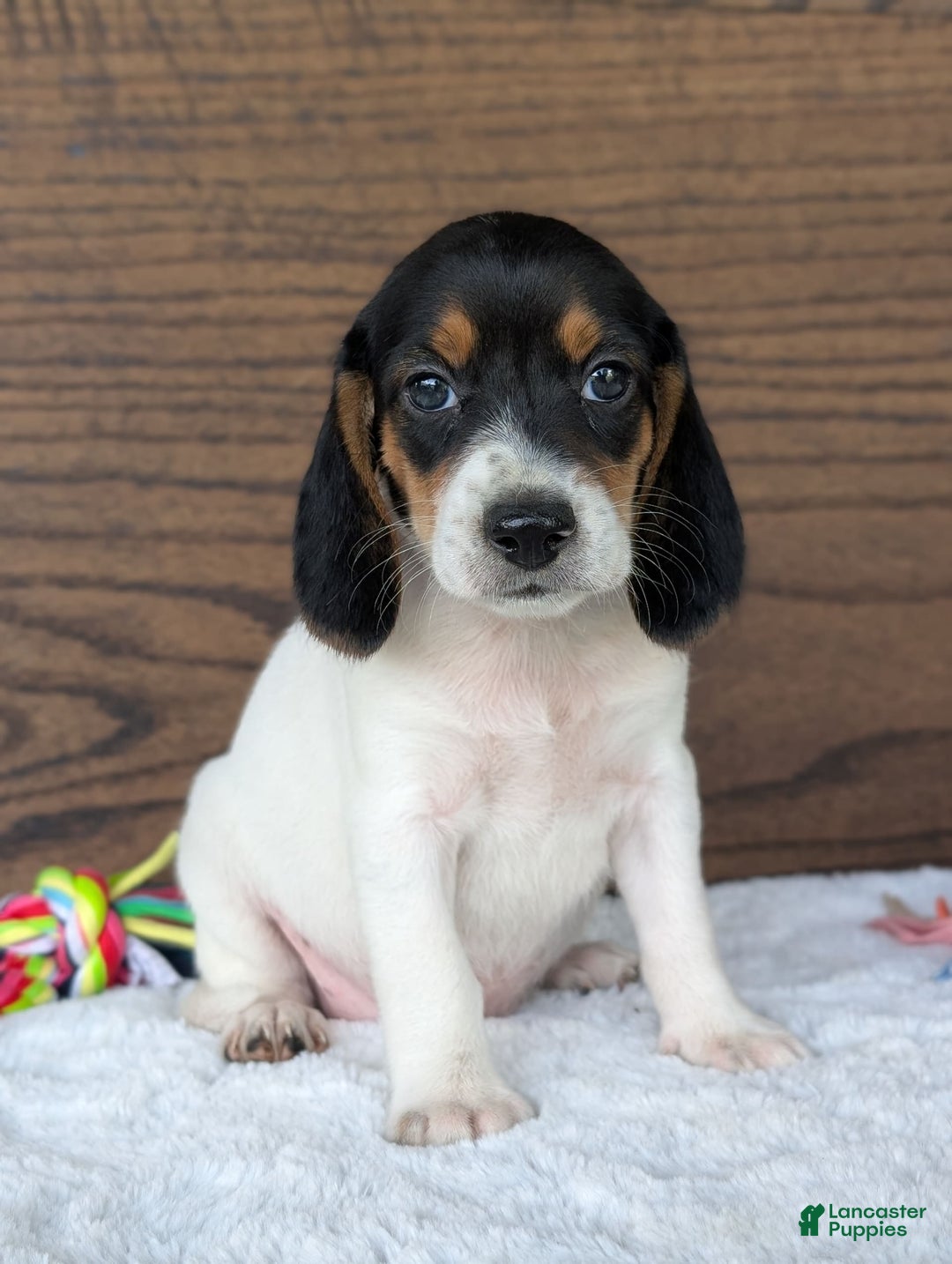 Beagle dogs for sale: Lucy - Image 2