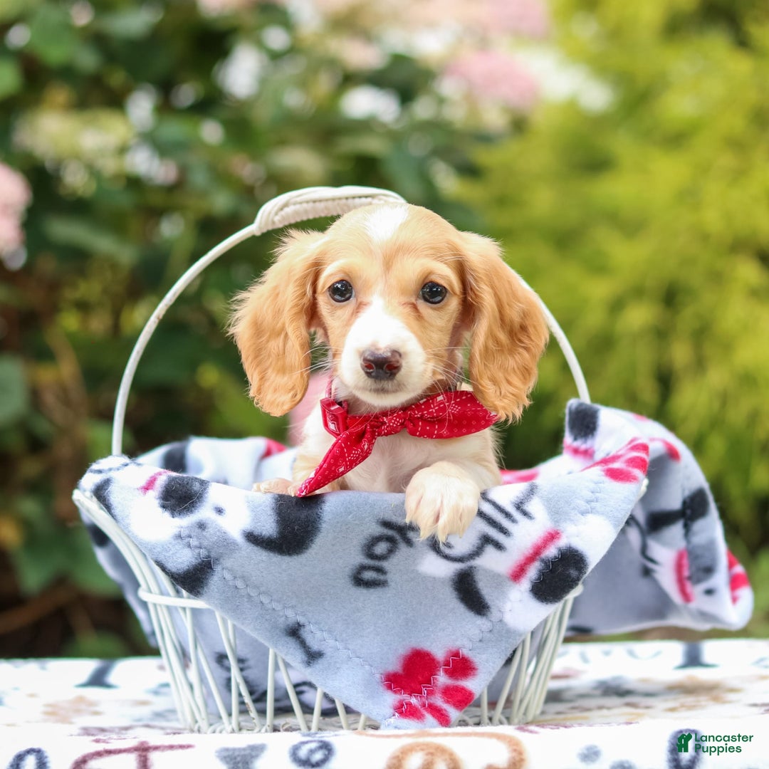 Miniature Dachshund dogs for sale: Skippy - Image 7