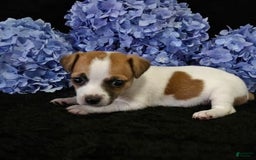 Jack Russell Terrier dogs for sale: Jack Russell Terrier 7 puppies - Image 1