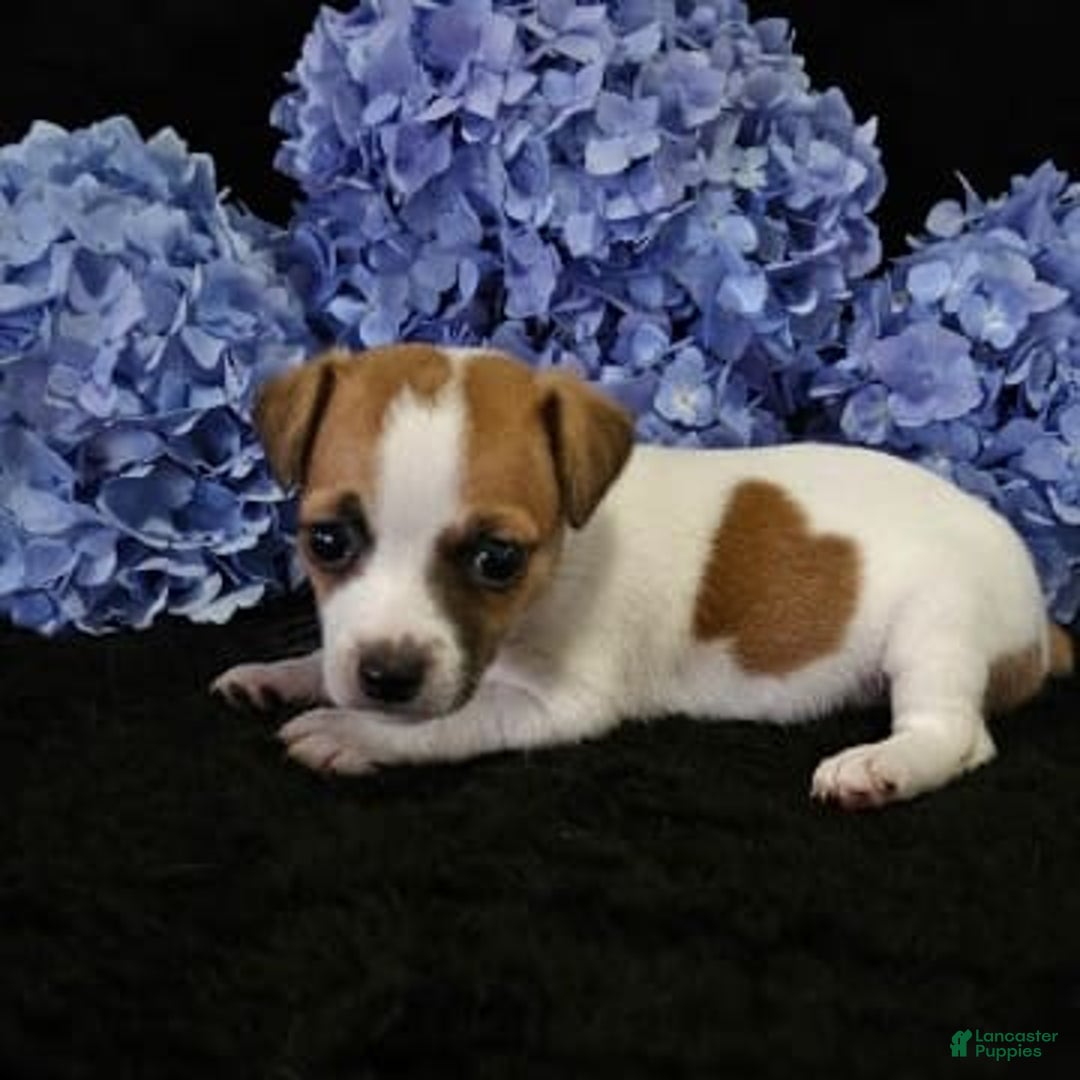 Jack Russell Terrier dogs for sale: Jack Russell Terrier 7 puppies - Image 1