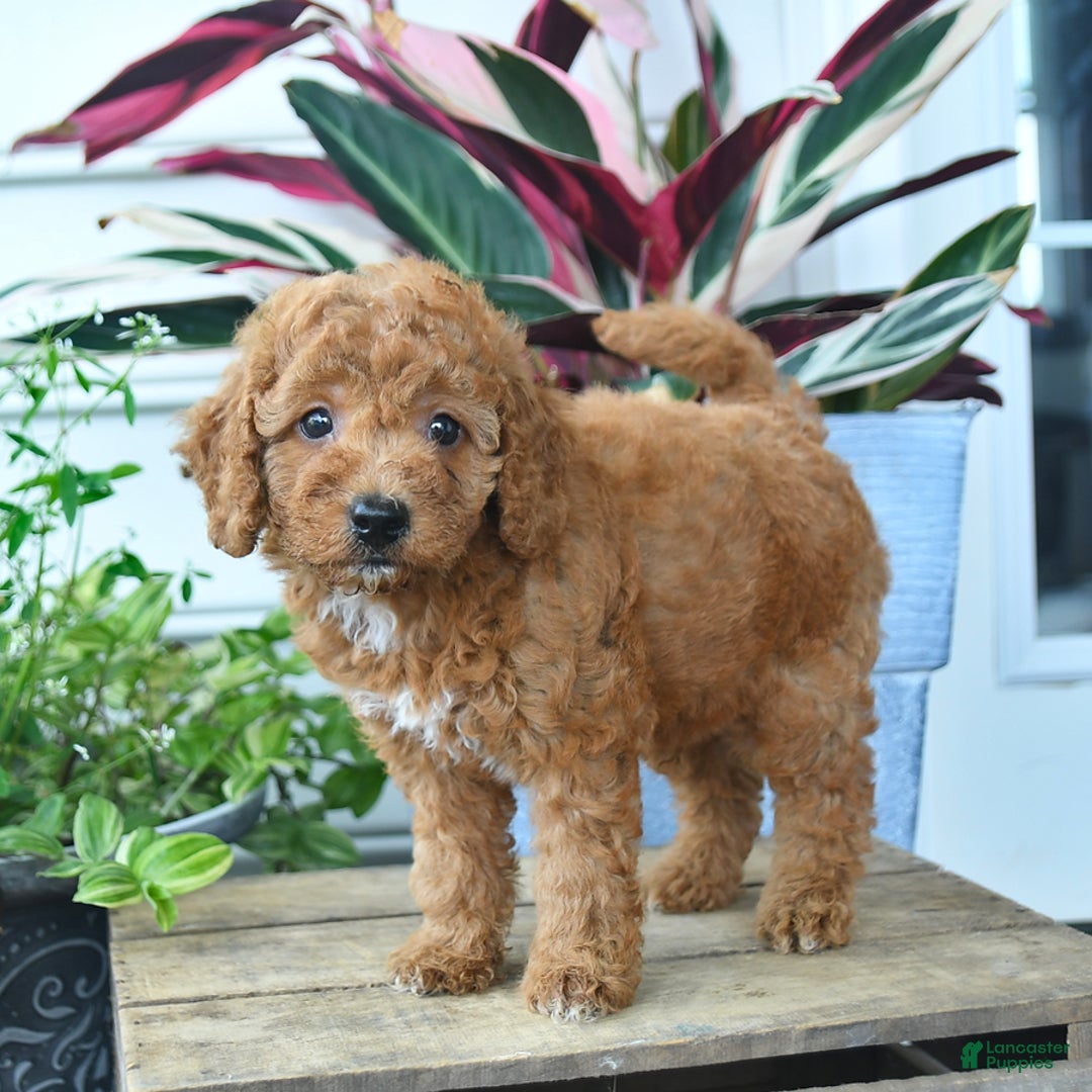 Mini Goldendoodle dogs for sale: Vader - Image 3