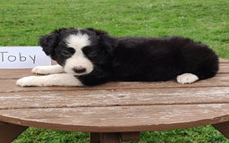 Border Collie dogs for sale: Toby - Image 3