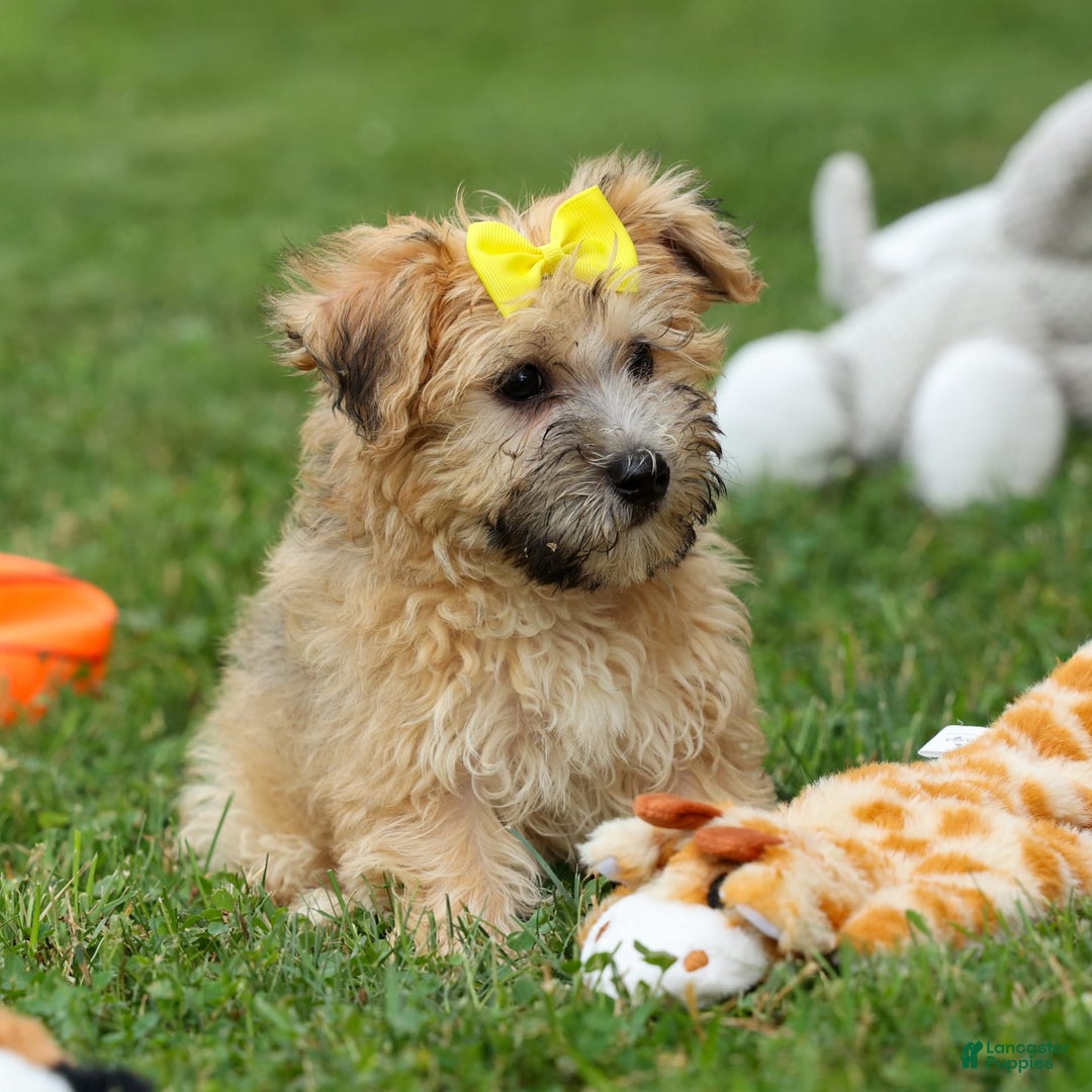 Yochon dogs for sale: Theodore - Image 5