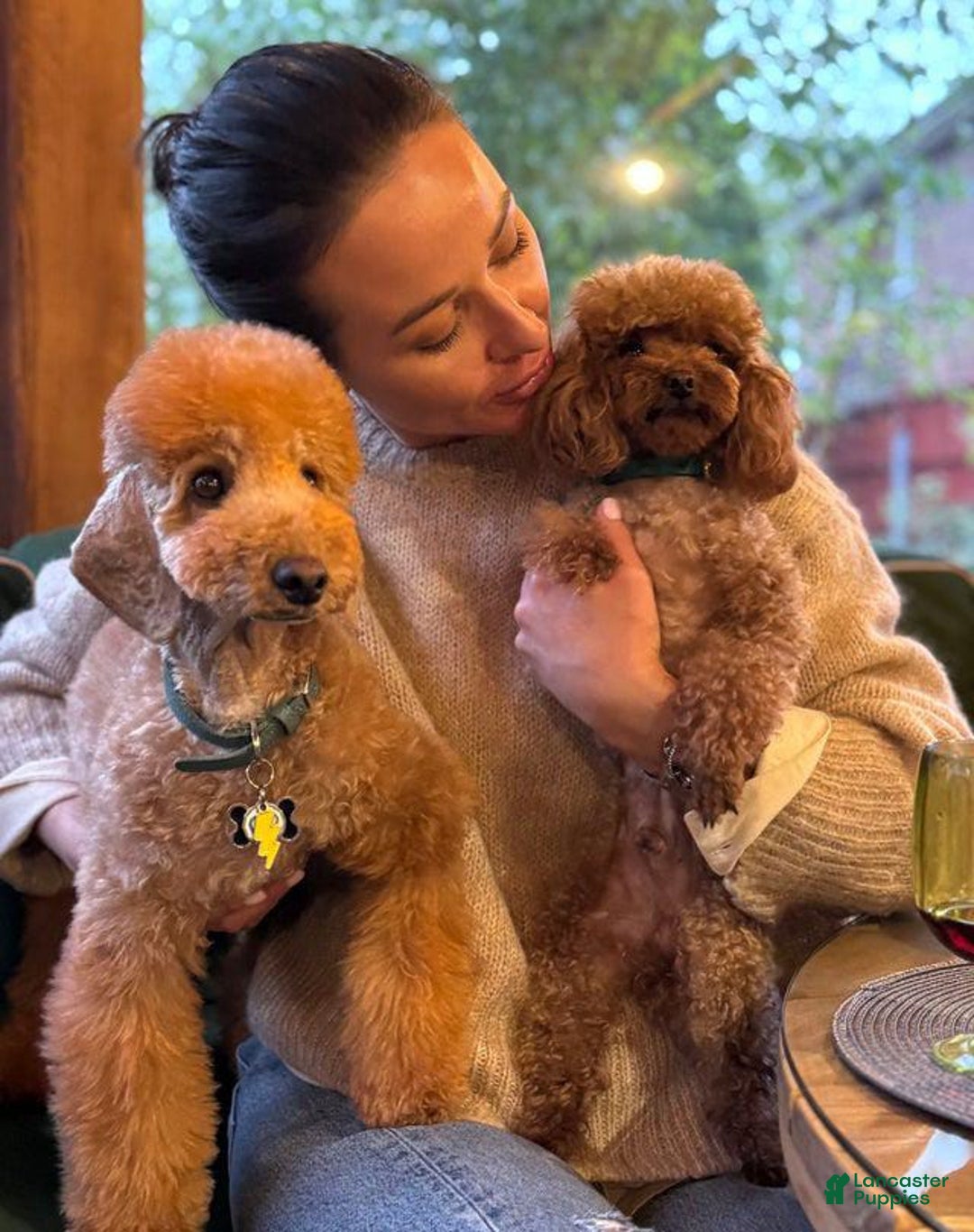 Toy Poodle dogs for sale: Nova - Image 12