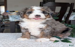 Mini Bernedoodle dogs for sale: Allie - Image 15