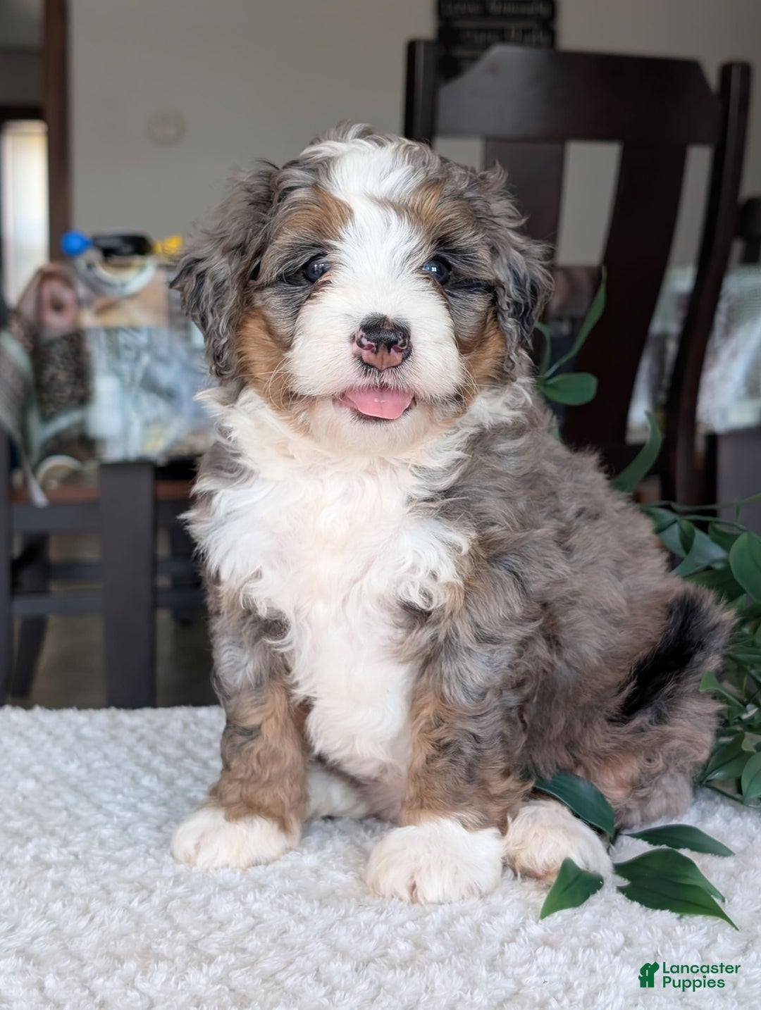 Mini Bernedoodle dogs for sale: Allie - Image 15