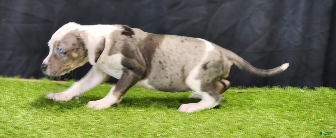 Catahoula Leopard Dog dogs for sale: Diamond 2025 F1 - Image 16