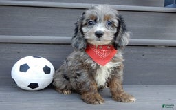 Cockapoo dogs for sale: Ollie - Image 1