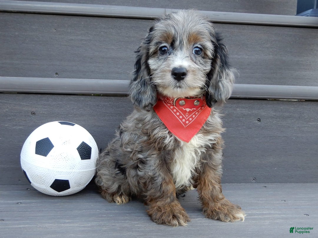 Cockapoo dogs for sale: Ollie - Image 1