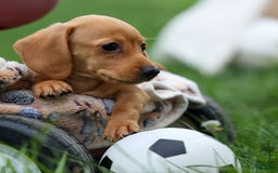 Miniature Dachshund dogs for sale: Miniature Dachshund 3 puppies - Image 25
