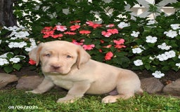 Labrador Retriever dogs for sale: Labrador Retriever 9 puppies - Image 8