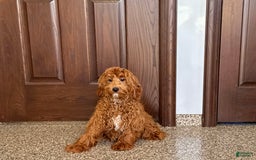 Cockapoo dogs for sale: Bonnie - Image 3