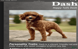 Mini Goldendoodle dogs for sale: Toby - Image 10