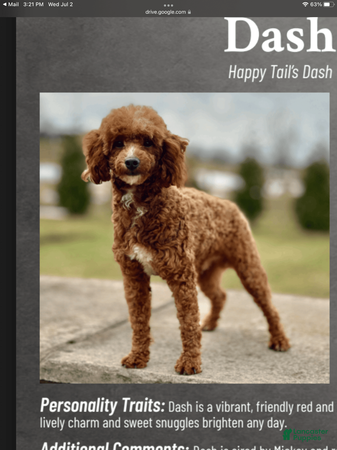 Mini Goldendoodle dogs for sale: Toby - Image 10