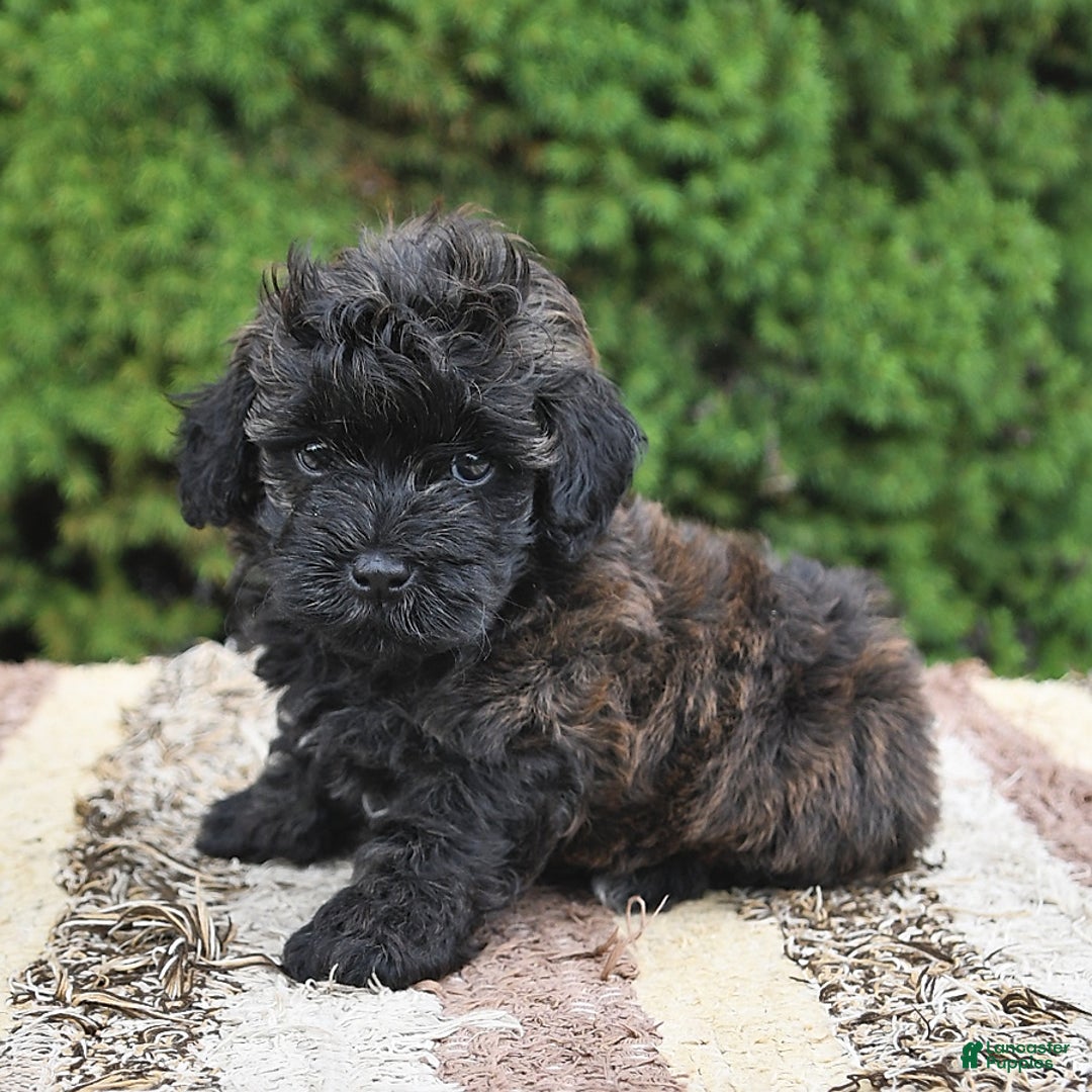 Havapoo dogs for sale: Lark - Image 1