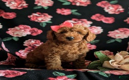 Mini Goldendoodle dogs for sale: Hildie Hypoallergenic - Image 5