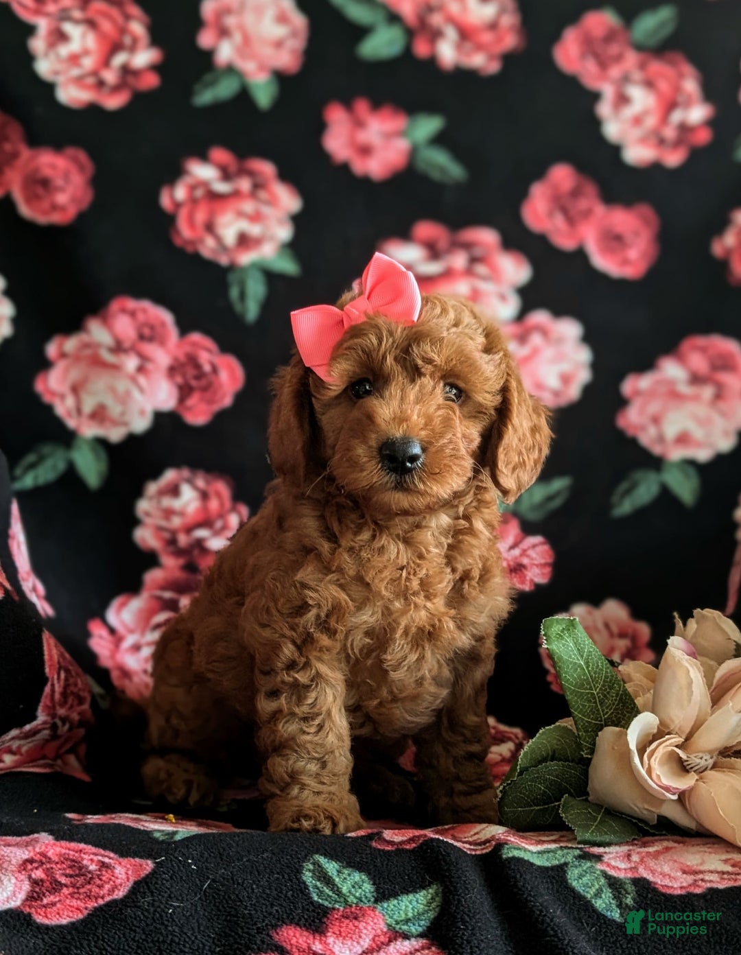 Mini Goldendoodle dogs for sale: Hildie Hypoallergenic - Image 5