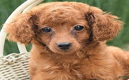 Cockapoo dogs for sale: Evan - Image 9