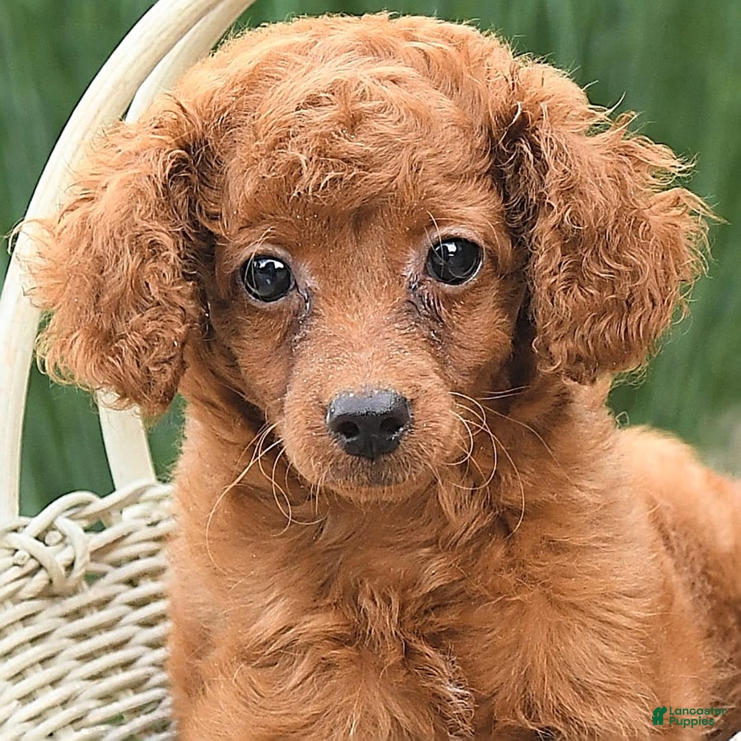 Cockapoo dogs for sale: Evan - Image 9