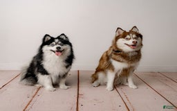Pomsky dogs for sale: Chai - Image 24