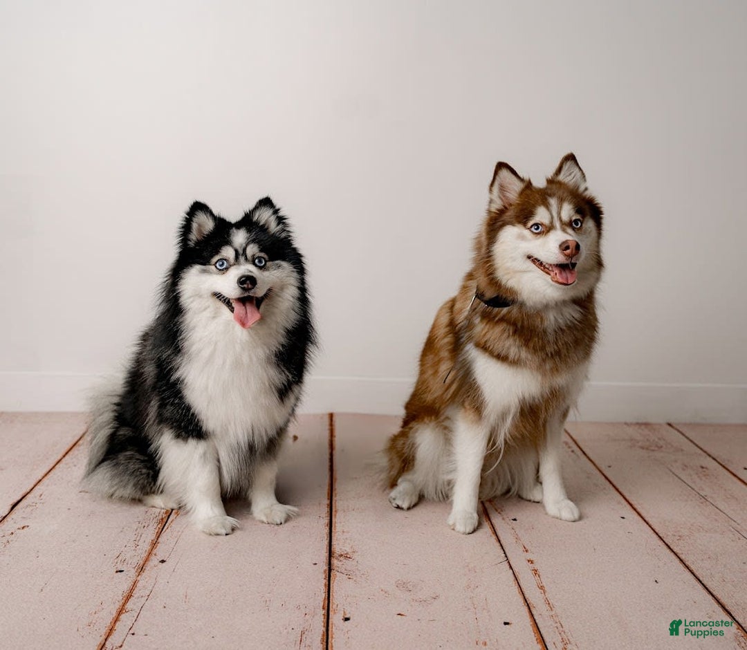 Pomsky dogs for sale: Chai - Image 24