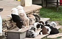 Australian Shepherd dogs for sale: Zoey - Image 1