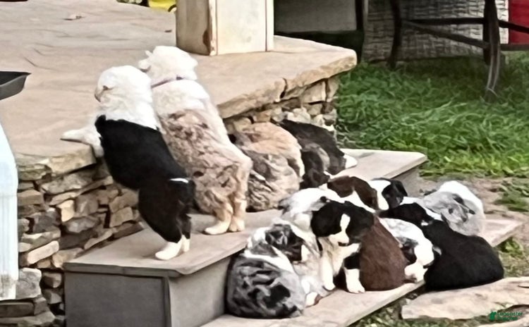 Australian Shepherd dogs for sale - Ad 5