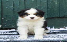 Australian Shepherd dogs for sale: Dakota - Image 6