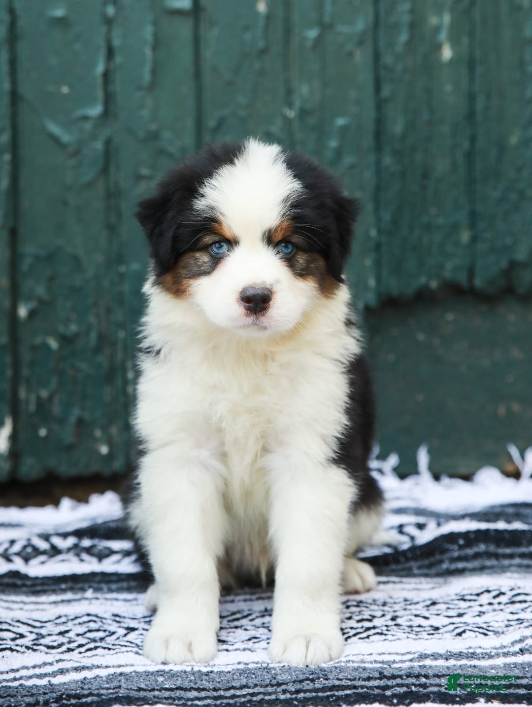 Australian Shepherd dogs for sale: Dakota - Image 6