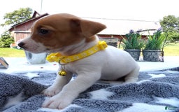 Jack Russell Terrier dogs for sale: Sunny - Image 3