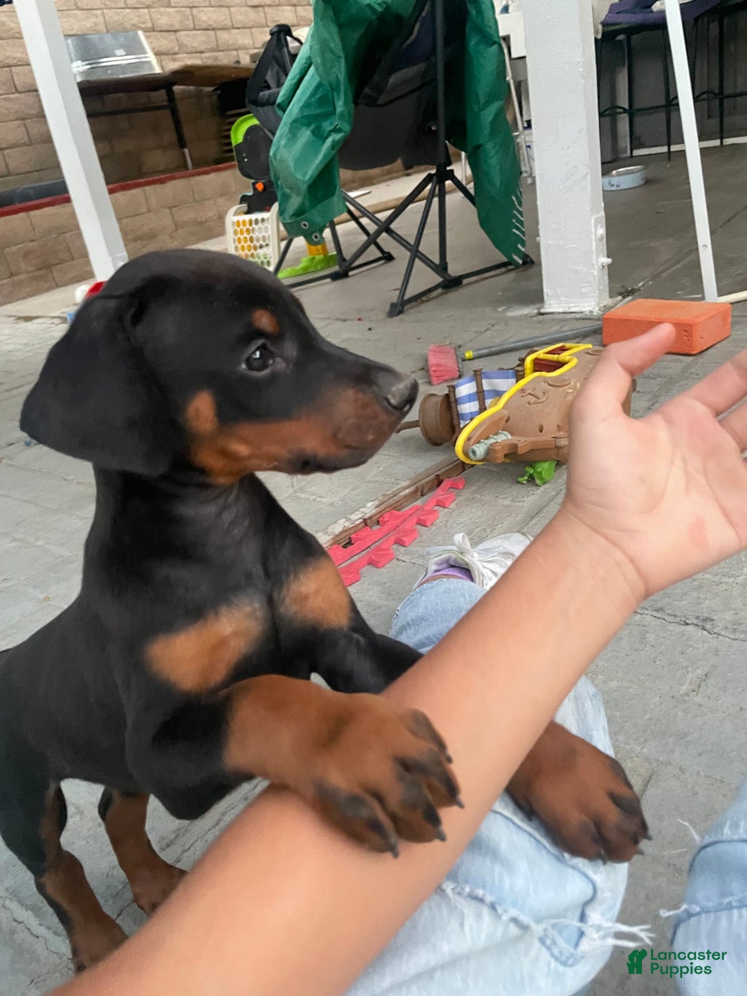 Doberman Pinscher dogs for sale: Girl 1 - Image 4