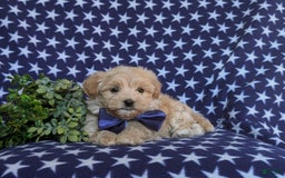 Maltipoo dogs for sale: Sully - Image 9