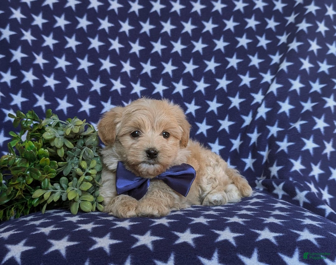 Maltipoo dogs for sale: Sully - Image 9