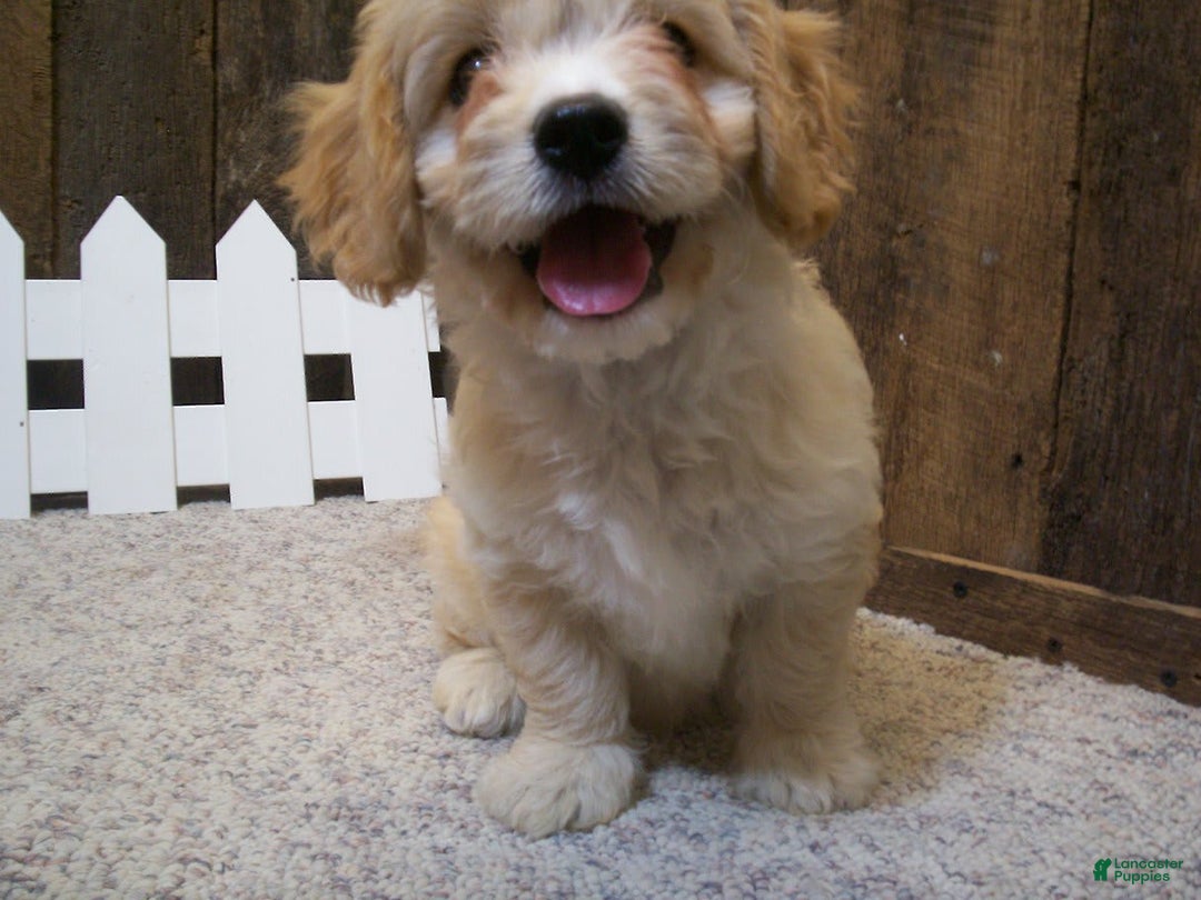 Cavachon dogs for sale: Dexter - Image 10