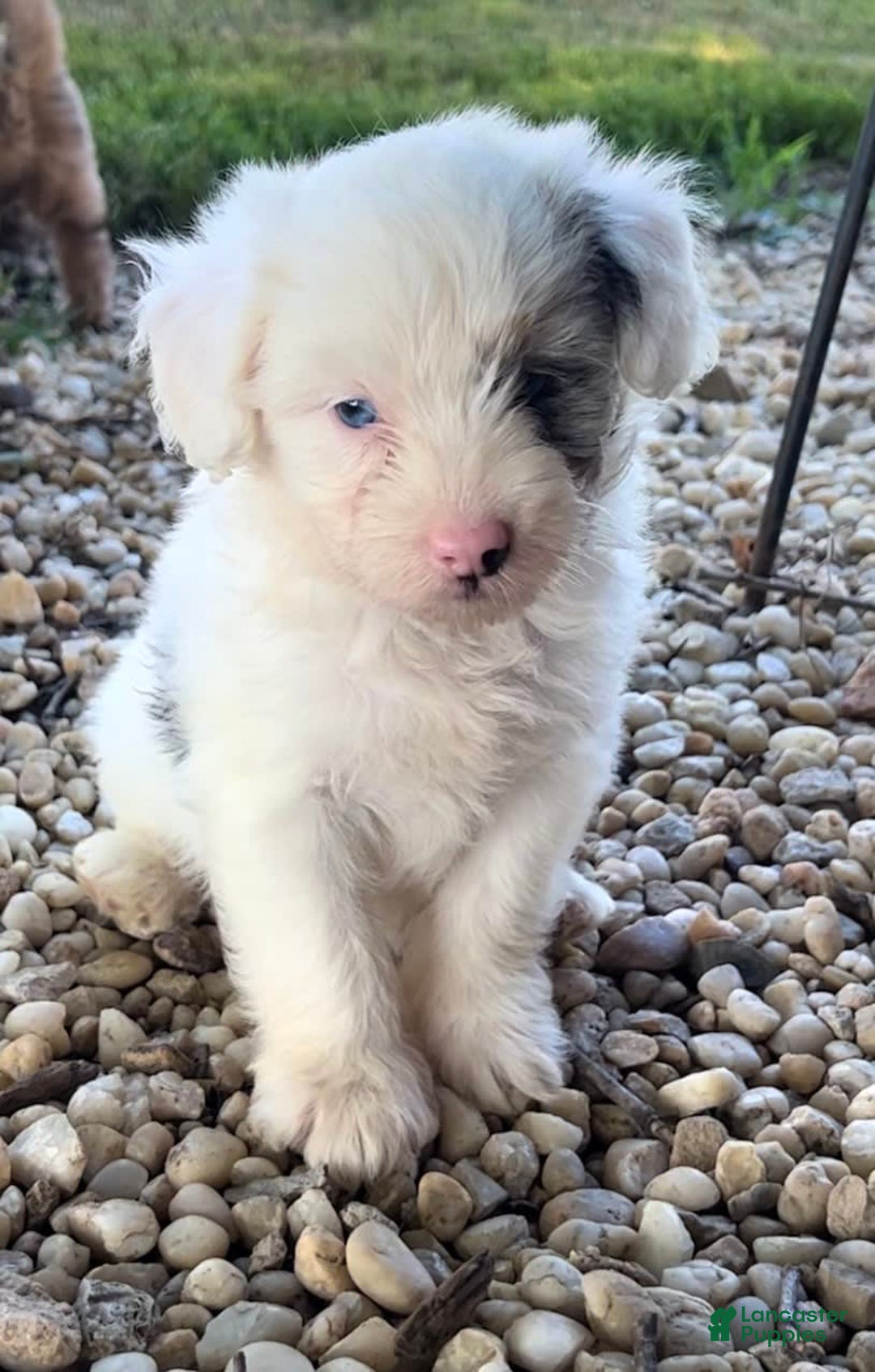 Mini Aussiedoodle dogs for sale: Bean - Image 4