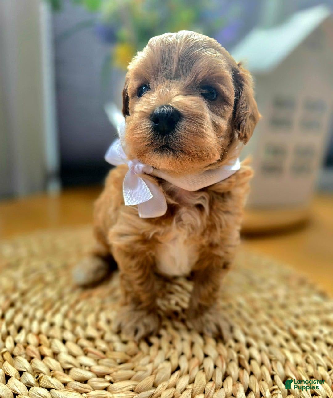 Maltipoo dogs for sale: Maxxy - Image 6