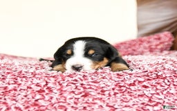 Greater Swiss Mountain Dog dogs for sale: Hunter - Image 5