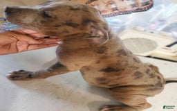 American Pit Bull Terrier dogs for sale: Star - Image 2