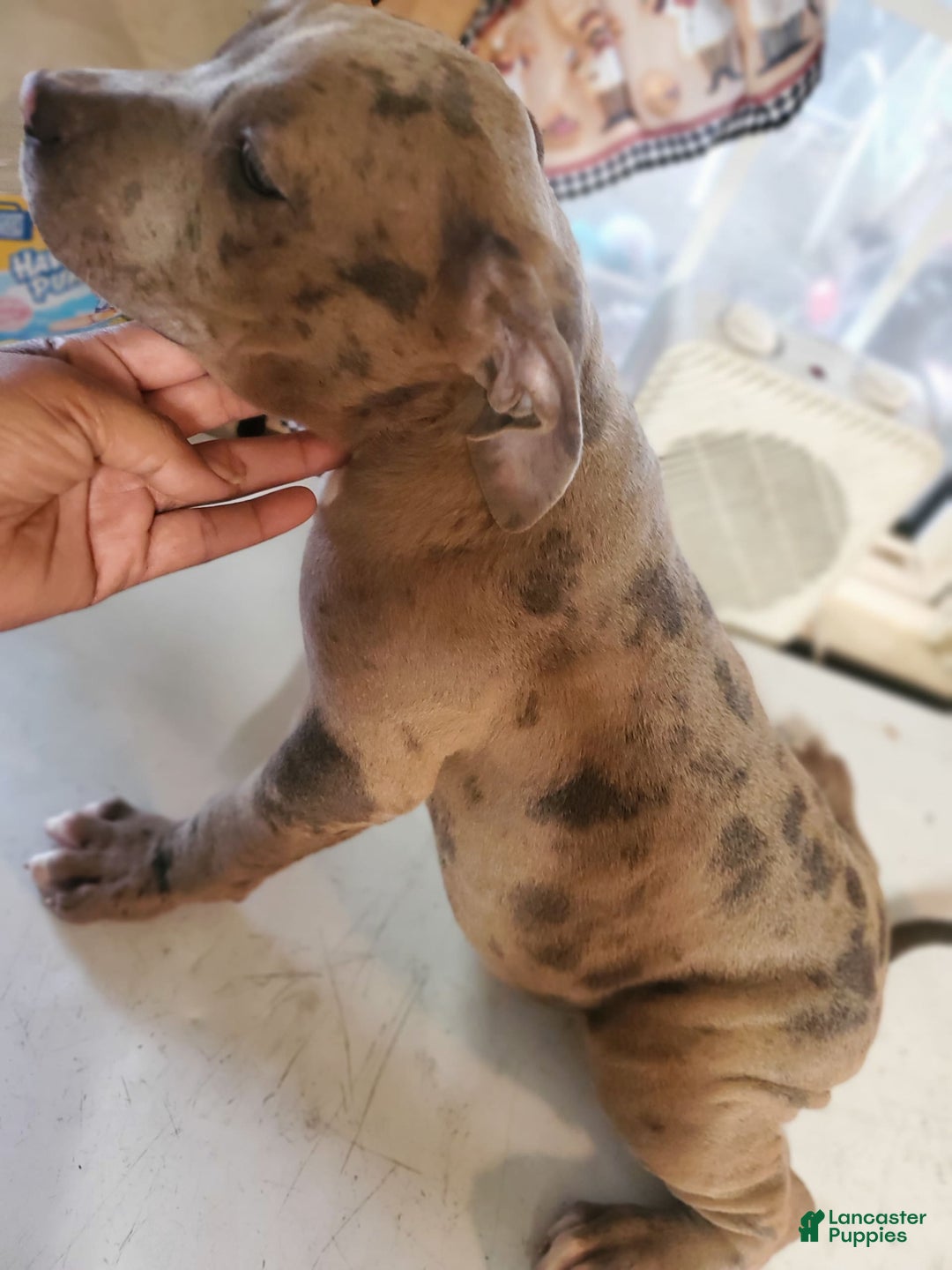 American Pit Bull Terrier dogs for sale: Star - Image 2