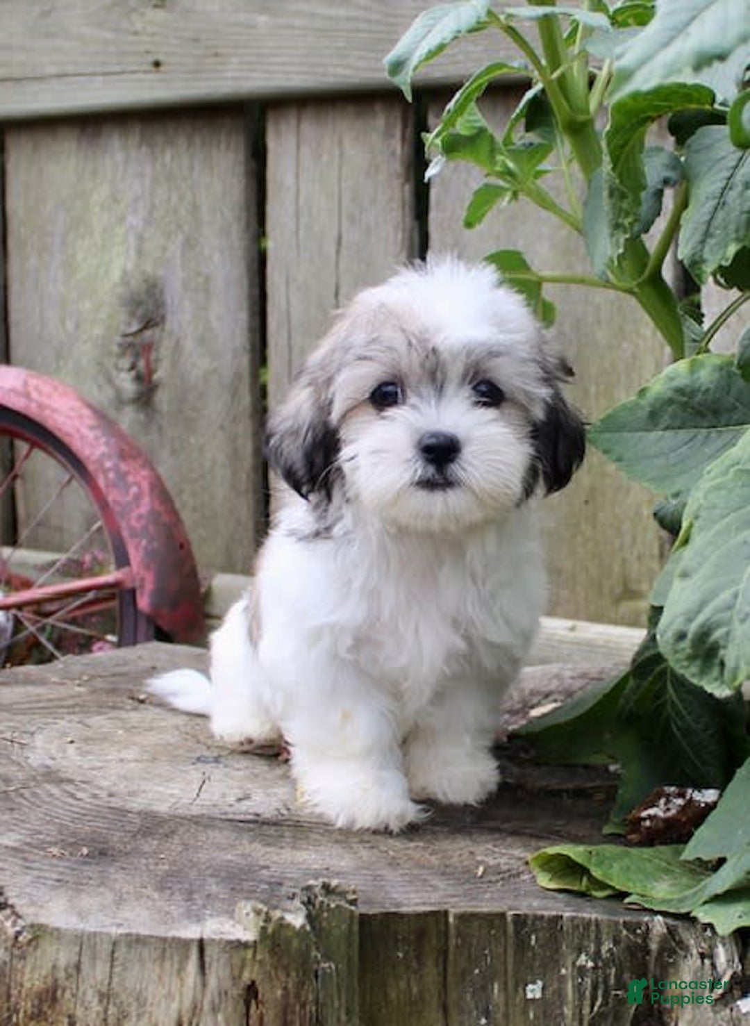Malshi dogs for sale: Fawn - Image 3