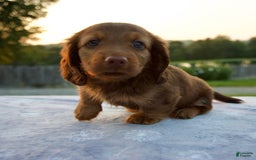 Miniature Dachshund dogs for sale: Omar - Image 5