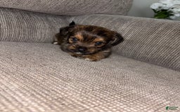 Morkie dogs for sale: Mocha - Image 6