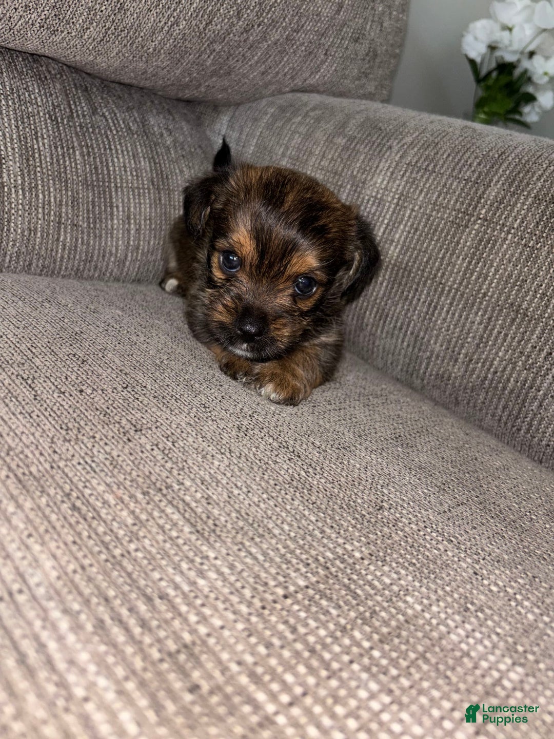 Morkie dogs for sale: Mocha - Image 6