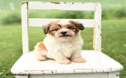 Havanese dogs for sale: Buddy - Image 3